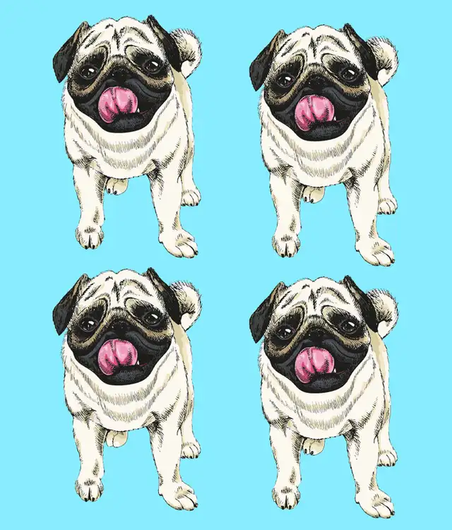  Reto visual: ¿Dónde está el 'Pug' distinto?    