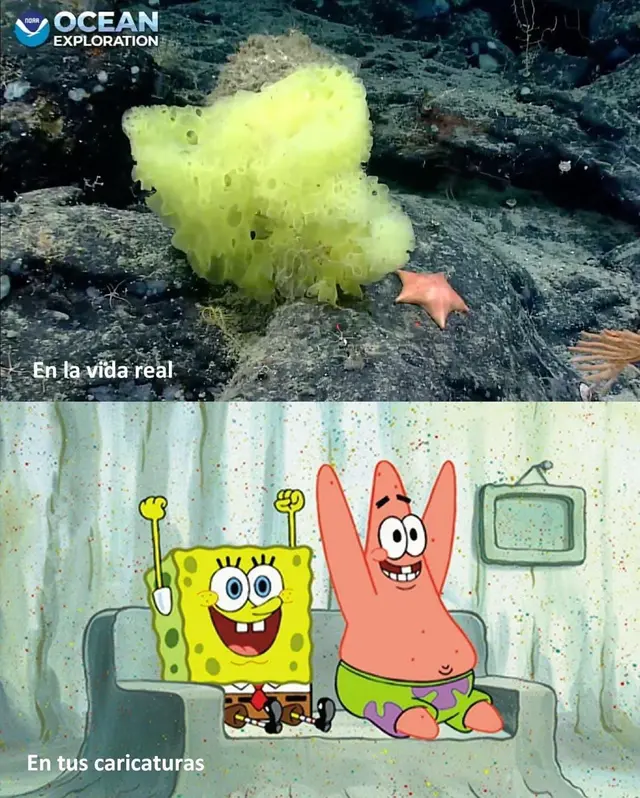 Bob Esponja en la vida real
