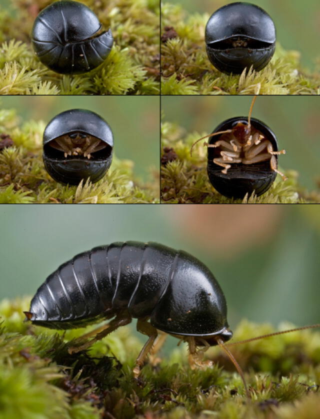 Perisphareus lunatus.