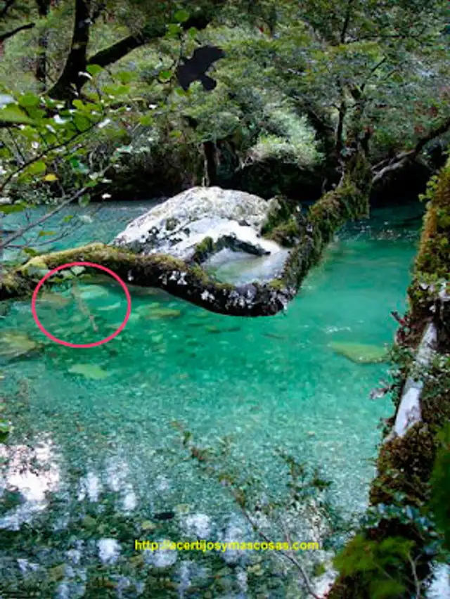  La respuesta al desafío visual / Foto:<strong> Acertijosymascosas.com</strong>   