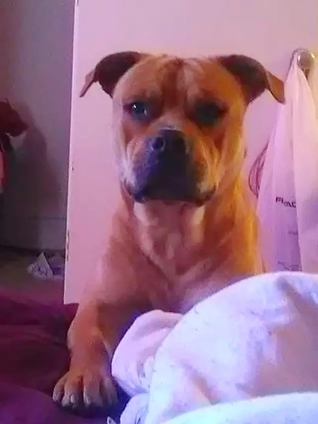 perro adoptar busca perdido 2 años