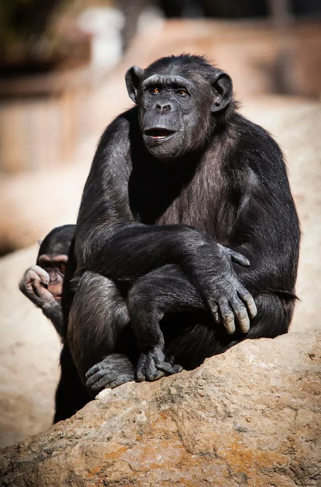 Los chimpancés es el animal más parecido a los seres humanos.  
