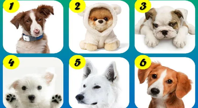 Motivos por los que quizás tener un perro mini toy no es buena idea