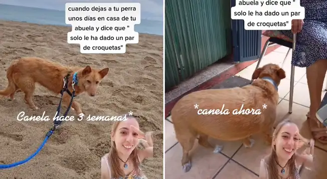 Mujer dejó a su perro en casa de su abuela y se sorprendió al verlo ...