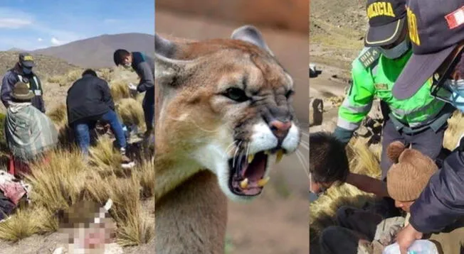 Puma andino atacó a campesino en Arequipa.