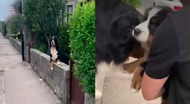 La escena del perrito reencontrándose con su cría se volvió viral en redes sociales