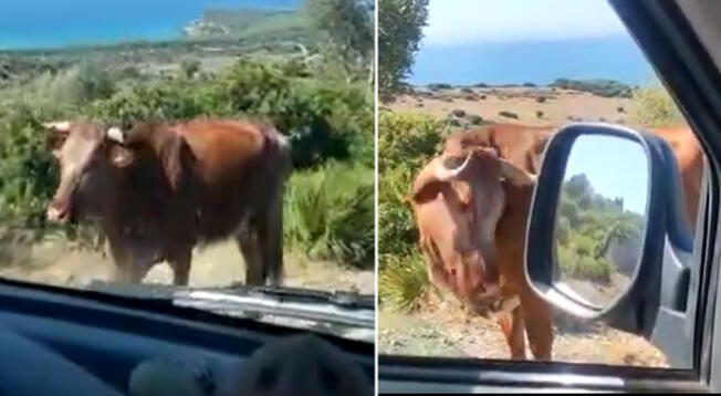 El video de vaca dando instrucciones a turistas se hace viral
