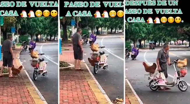 Una pareja de gallinas abordan la moto de su criador luego tras pasear libres - VIDEO