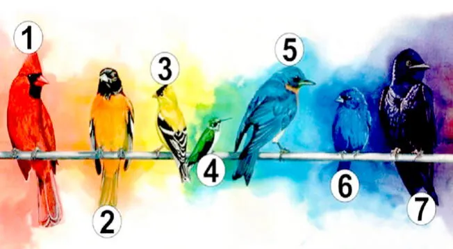  ¿Qué ave te gusta más? Anímate a resolver este test de personalidad y conoce más de ti en segundos. |Imagen: Pinterest    