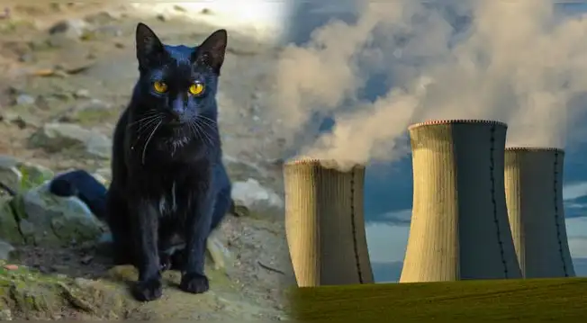La verdad detrás del video viral del ‘gato radiactivo’ que aterroriza a ...