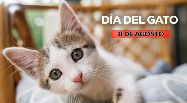 120 Frases en el Día del Gato 2024: celebra con mensajes cortos y bonitos este 8 de agosto