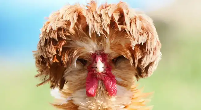 Hito histórico: Científicos lograron que pollos desarrollen características de dinosaurios