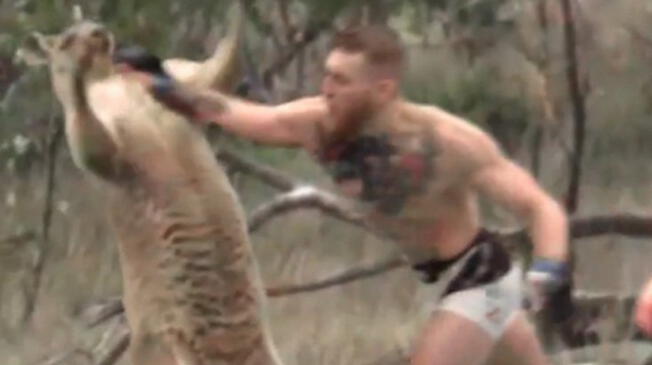 Conor McGregor noquea al canguro más famoso del mundo.