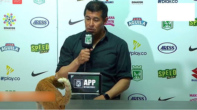 Youtube viral: DT de Atlético Nacional sufrió el susto de su vida por parte de un gato en plena conferencia [VIDEO]