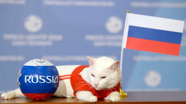 Rusia 2018: Gato Aquiles predice a Bélgica como finalista para el torneo mundial FIFA.