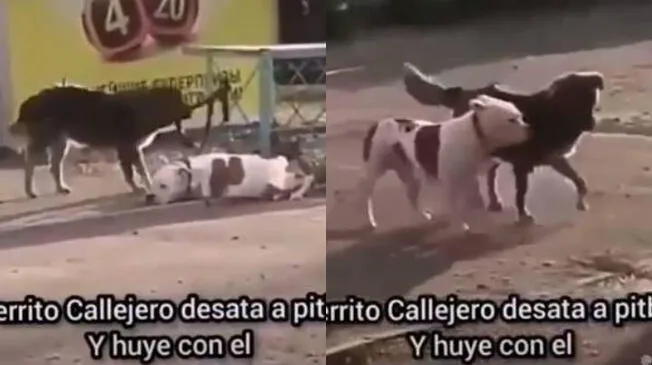 Viral: Perrito callejo ayuda a pitbull y huyen juntos.
