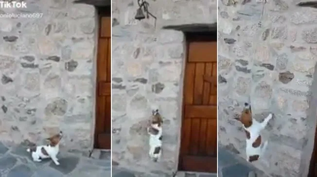 Perro se vuelve viral por su peculiar forma de tocar el timbre