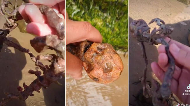 Encuentran supuesto esqueleto de sirena y video es viral en TikTok Encuentran supuesto esqueleto de sirena y video es viral en TikTok