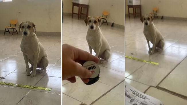 Perro ingresó a local de votación y estuvo a punto de emitir su voto