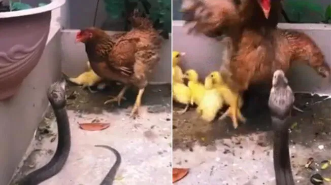 Gallina se enfrenta a una feroz cobra para defender a unos patitos bebés