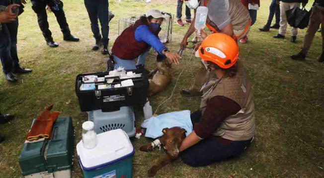 Veterinarios y equipo de Protección Civil de Puebla valoraron a los perritos para saber su estado de salud