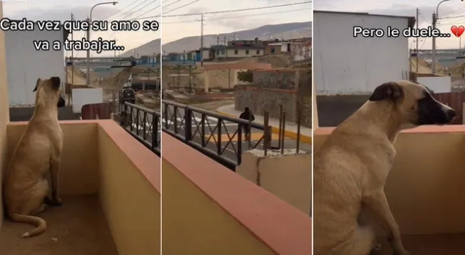 Mira el llanto de un perro tras ver partir a su dueño al trabajo