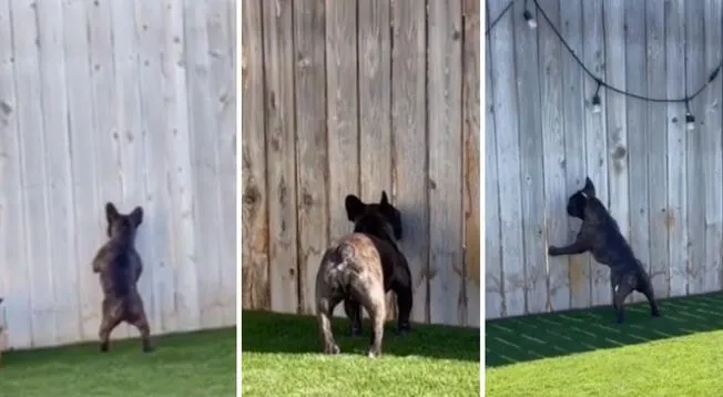 Cachorro es vuelve viral en las redes sociales por espiar todo el día a sus vecinos.
