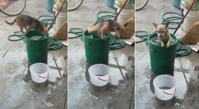 Perro toma agua de una cubeta y aprovecha en darse un baño