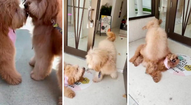 Tiktok viral del reencuentro de dos perritos