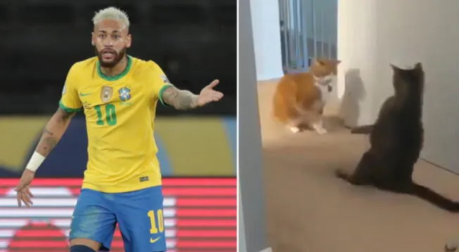 Usuarios comparan a un gato con Neymar por fingir faltas