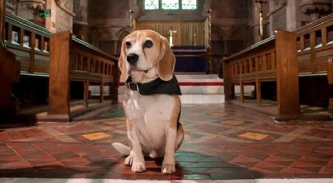 Basil el perro que trabaja en una funeraria dando apoyo a familiares