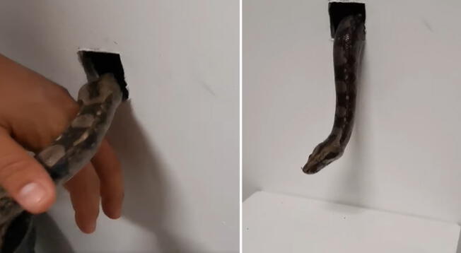 Hombre usa una serpiente para exterminar plaga de ratas y resultado es viral en redes
