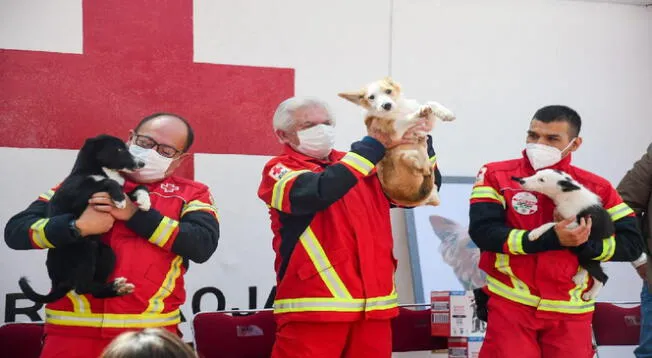 Cruz Roja Mexicana tendrá nuevos perritos para ayudar en temas de rescate