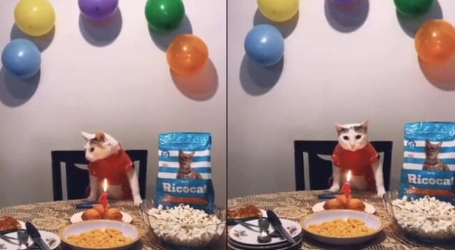La traviesa 'gatita' festejó sus 4 añitos junto a su dueña y se volvió viral