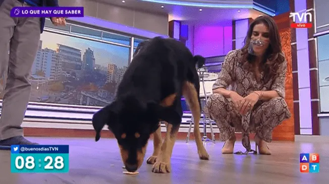 Perro burló a la seguridad e invadió set de televisión. Perro burló a la seguridad e invadió set de televisión.
