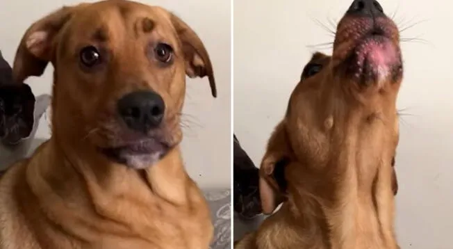 Viral: Perro de apoyo emocional le dice