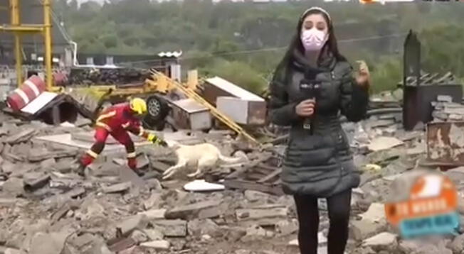 Bombero y perro se pelean en vivo cuando iban a presentar informe sobre muerte de Odalis Santos