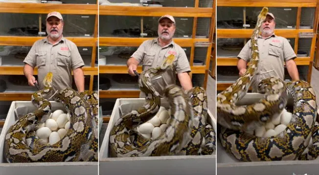 Viral: Serpiente lanza agresivo ataque a su cuidador para defender sus huevos - VIDEO