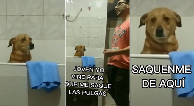Veterinario se pone a cantar baladas y reacción del perro se hace viral Veterinario se pone a cantar baladas y reacción del perro se hace viral
