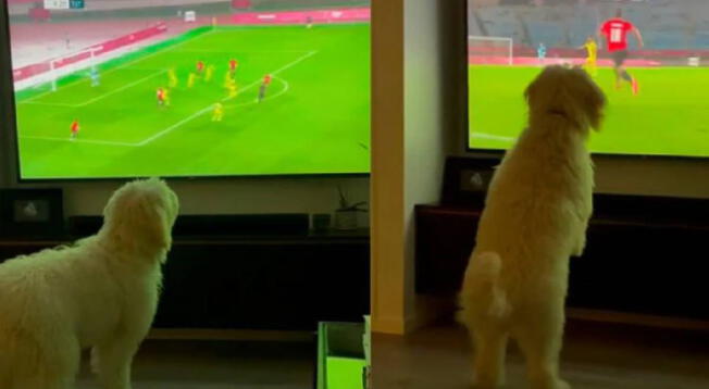 Perro se emociona al ver un partido de fútbol y video se hace viral en redes