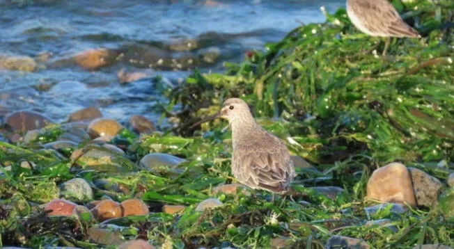 Pisco: avistan a ejemplar Playero Zarapito luego de 45 años