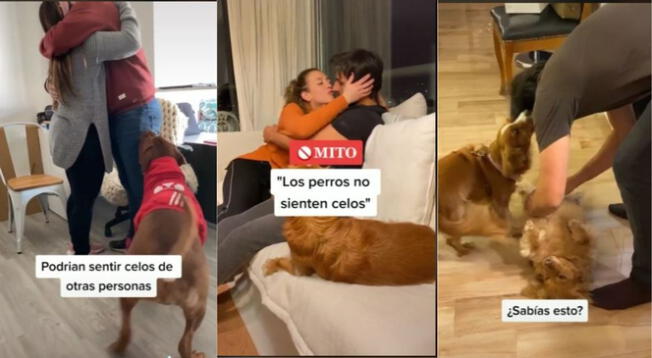 ¿Los perros sienten celos?: video en Tiktok explica el comportamiento de tus mascotas