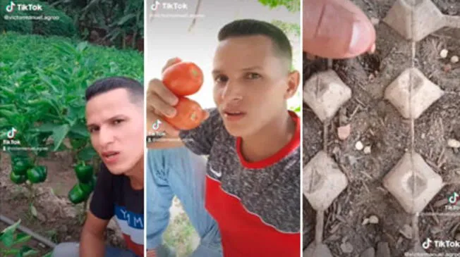 Agricultor tiktoker se hace viral al enseñar cómo crear tu huerto en casa - VIDEO Agricultor tiktoker se hace viral al enseñar cómo crear tu huerto en casa - VIDEO