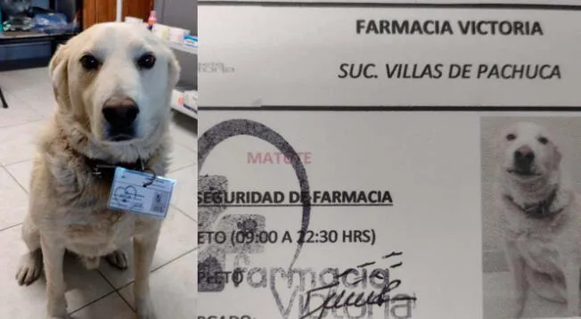 'Matute' es la sensación de la Farmacia Victoria