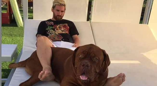 Usuarios en Twitter están preocupados por la situación de Hulk, el enorme perro de Messi