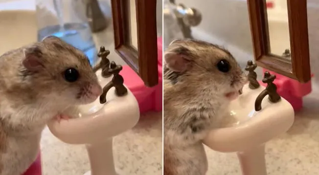 Hámster se vuelve viral por asearse en baño personal en miniatura