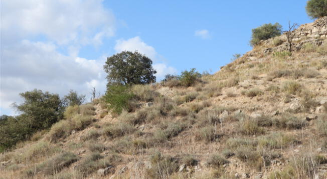 El reto visual del día consiste en encontrar al conejo perdido en el bosque