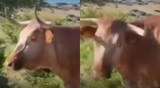 Vaca guía a un conductor en medio de una carretera y se vuelve viral