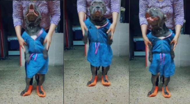 Tiktok: perrita es viral al utilizar un vestido y bailar junto a su dueña