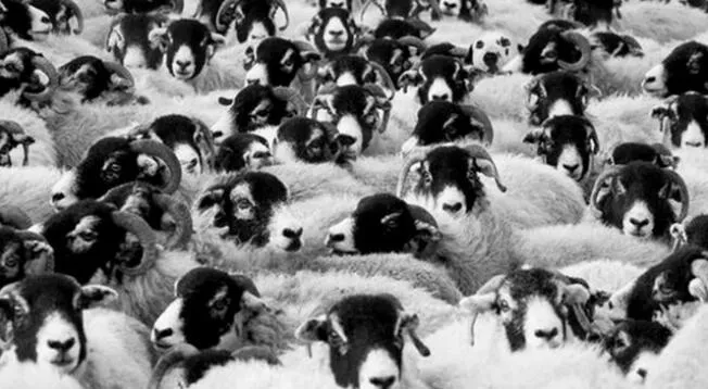 Encuentra el perro que está entre el tumulto de ovejas
